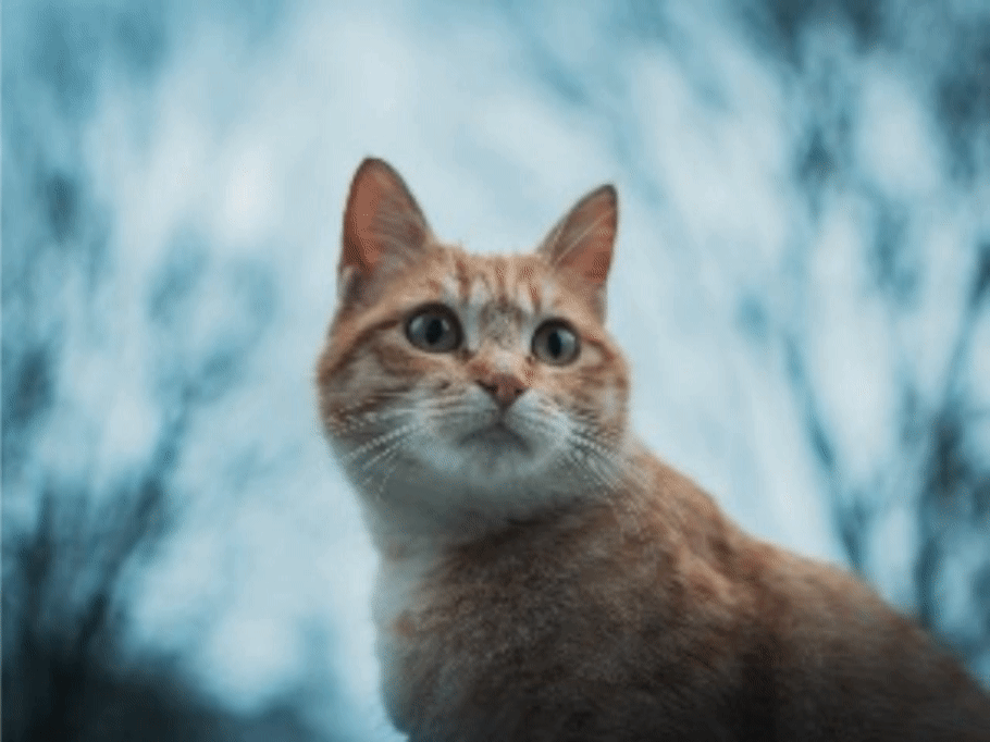 Editing Options Example